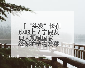 “头发”长在沙地上？宁夏发现大规模国家一级保护植物发菜群落