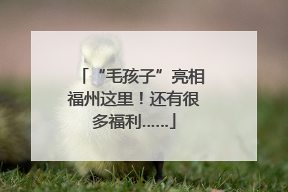 “毛孩子”亮相福州这里！还有很多福利……