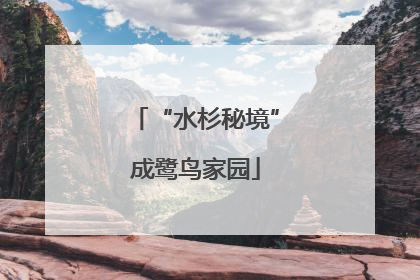 “水杉秘境”成鹭鸟家园
