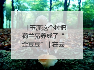 玉溪这个村把荷兰猪养成了“金豆豆”｜在云南样样好