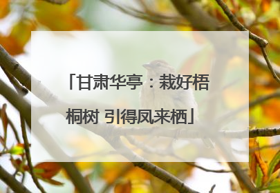甘肃华亭：栽好梧桐树 引得凤来栖