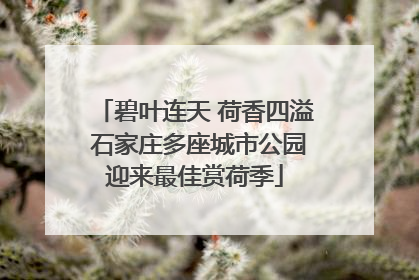 碧叶连天 荷香四溢 石家庄多座城市公园迎来最佳赏荷季