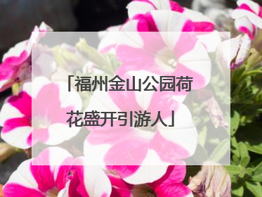 福州金山公园荷花盛开引游人