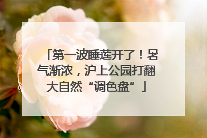 第一波睡莲开了！暑气渐浓，沪上公园打翻大自然“调色盘”