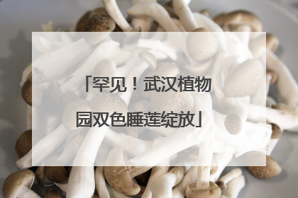 罕见！武汉植物园双色睡莲绽放