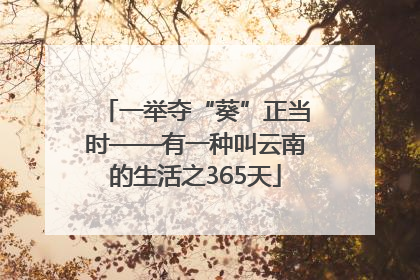 一举夺“葵”正当时——有一种叫云南的生活之365天