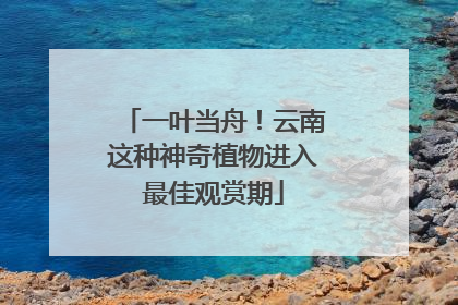 一叶当舟！云南这种神奇植物进入最佳观赏期