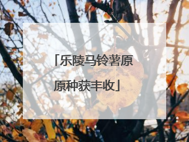 乐陵马铃薯原原种获丰收