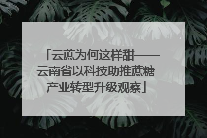 云蔗为何这样甜——云南省以科技助推蔗糖产业转型升级观察