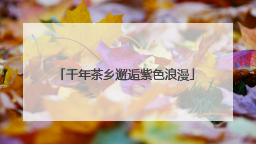 千年茶乡邂逅紫色浪漫