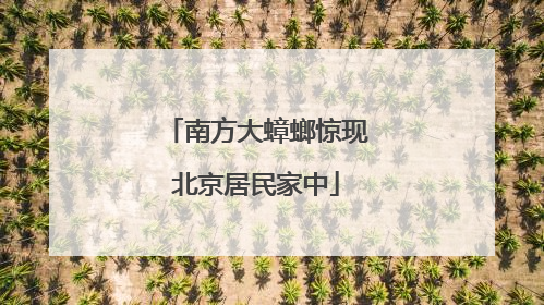 南方大蟑螂惊现北京居民家中