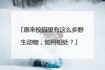 原来校园里有这么多野生动物，如何相处？