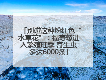 别碰这种粉红色“水草花”：福寿螺进入繁殖旺季 寄生虫多达6000条