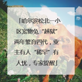 哈尔滨松北一小区宠物兔“越狱”两年繁育四代，业主有人“稀罕”有人忧，专家提醒