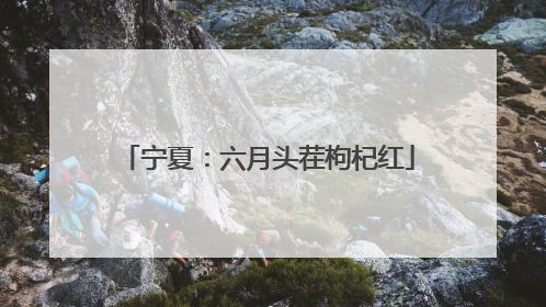 宁夏：六月头茬枸杞红