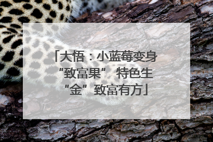 大悟：小蓝莓变身“致富果” 特色生“金”致富有方