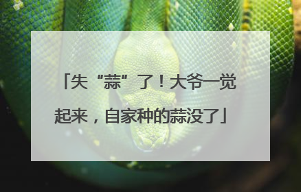 失“蒜”了！大爷一觉起来，自家种的蒜没了