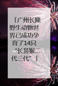 广州长隆野生动物世界已成功孕育了14只“长鼻猴二代三代”