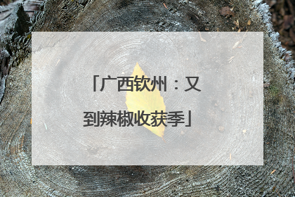广西钦州：又到辣椒收获季