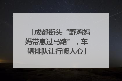成都街头“野鸡妈妈带崽过马路”，车辆排队让行暖人心