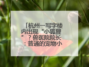 杭州一写字楼内出现“小狐狸”？兽医院院长：普通的宠物小狗，像狐狸犬
