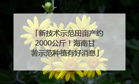 新技术示范田亩产约2000公斤！海南甘薯示范种植有好消息