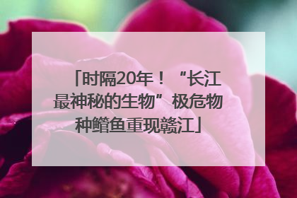 时隔20年！“长江最神秘的生物”极危物种鳤鱼重现赣江