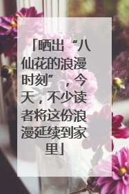晒出“八仙花的浪漫时刻”，今天，不少读者将这份浪漫延续到家里