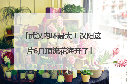 武汉内环最大！汉阳这片6月顶流花海开了