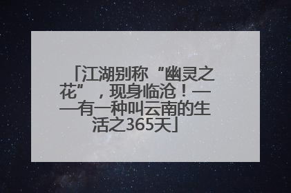 江湖别称“幽灵之花”，现身临沧！——有一种叫云南的生活之365天