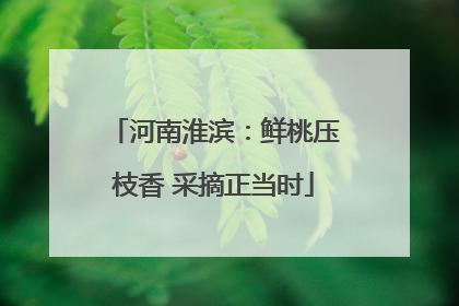 河南淮滨：鲜桃压枝香 采摘正当时