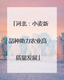 河北：小麦新品种助力农业高质量发展