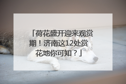 荷花盛开迎来观赏期！济南这12处赏花地你可知？