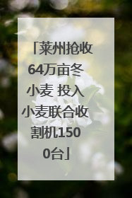 莱州抢收64万亩冬小麦 投入小麦联合收割机1500台