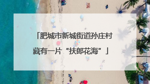 肥城市新城街道孙庄村藏有一片“扶郎花海”