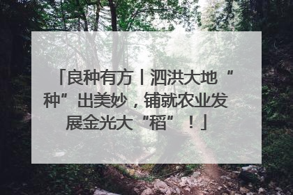 良种有方丨泗洪大地“种”出美妙，铺就农业发展金光大“稻”！