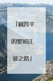 藏羚羊的繁殖迁徙之路