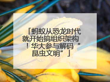 蚂蚁从恐龙时代就开始搞组织架构！华大参与解码“昆虫文明”