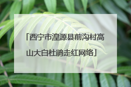 西宁市湟源县前沟村高山大白杜鹃走红网络