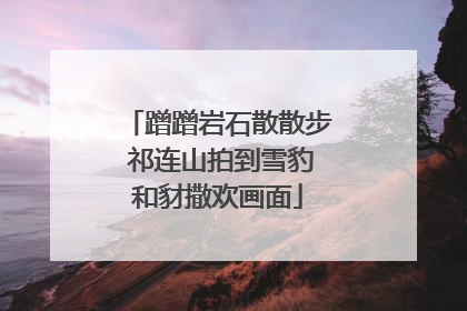 蹭蹭岩石散散步 祁连山拍到雪豹和豺撒欢画面