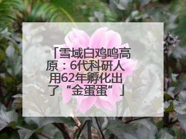 雪域白鸡鸣高原：6代科研人用62年孵化出了“金蛋蛋”