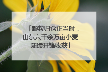 颗粒归仓正当时，山东六千余万亩小麦陆续开镰收获