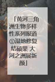 黄河三角洲生物多样性系列报道①湿地修复结硕果 大河之洲展新颜