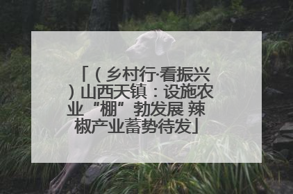 （乡村行·看振兴）山西天镇：设施农业“棚”勃发展 辣椒产业蓄势待发