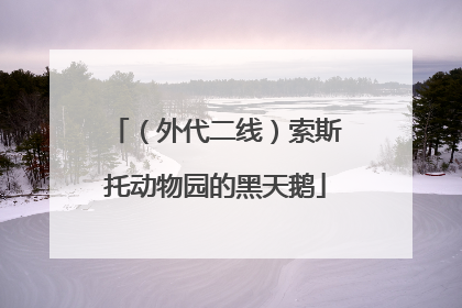 （外代二线）索斯托动物园的黑天鹅